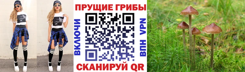 Галлюциногенные грибы Psilocybine cubensis  Агрыз 